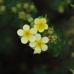 POTENTILLA fruticosa