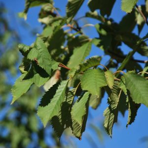 PRUNUS avium 'Plena'