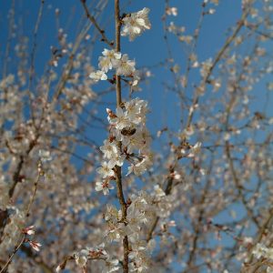 PRUNUS incisa 'Yae Shidare Fuji Sakura'