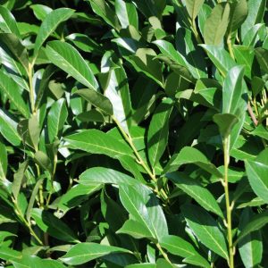 PRUNUS laurocerasus 'Clone Moreau'