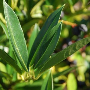 PRUNUS laurocerasus 'Otto Luyken'