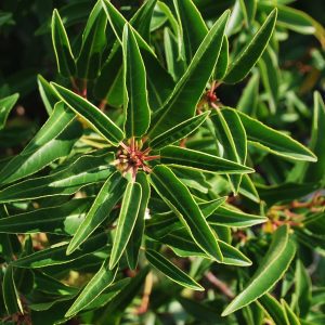 PRUNUS lusitanica 'Myrtifolia'
