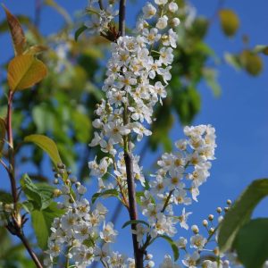 PRUNUS padus