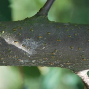 PRUNUS padus 'Watereri'