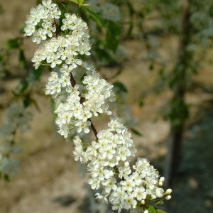 PRUNUS serrula 'Tibetica'