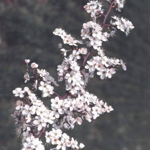 PRUNUS spinosa