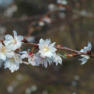 PRUNUS subhirtella 'Autumnalis'
