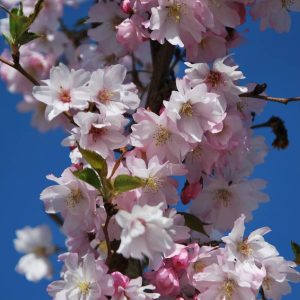 PRUNUS subhirtella 'Autumnalis Rosea'