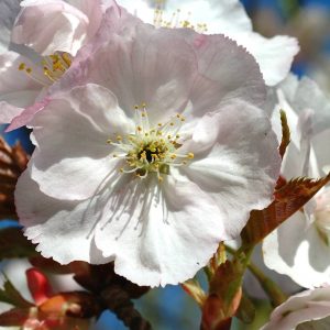 PRUNUS 'Sunset Boulevard'