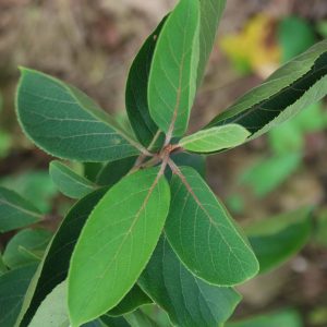 PTEROSTYRAX corymbosa