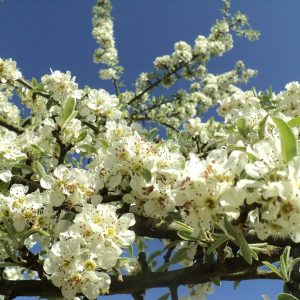 PYRUS amygdaliformis