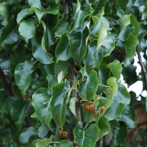 PYRUS calleryana 'Capital'