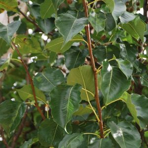 PYRUS calleryana 'Chanticleer'