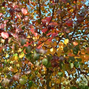 PYRUS calleryana 'Fauriei'
