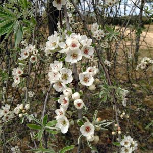 PYRUS salicifolia 'Pendula'