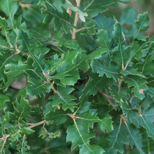 QUERCUS hispanica 'Diversifolia'