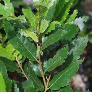 QUERCUS hispanica 'Lucombeana'