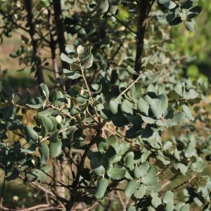 QUERCUS ilex rotundifolia