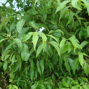 QUERCUS myrsinifolia
