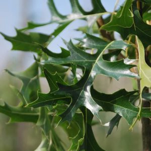 QUERCUS palustris 'Green Pillar'