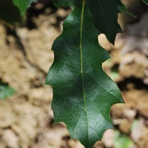 QUERCUS rysophylla