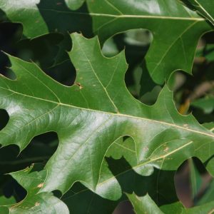 QUERCUS texana