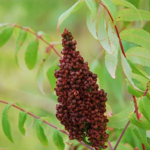 RHUS copallina