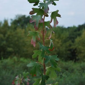 RIBES odoratum