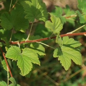 RIBES sanguineum