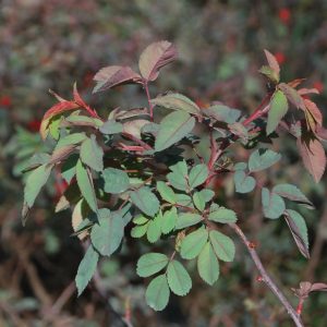 ROSA glauca