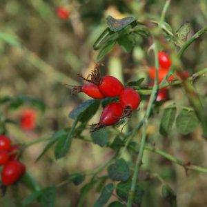 ROSA rubiginosa