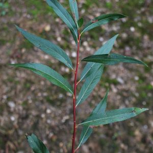 SALIX alba 'Chermesina'