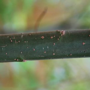 SALIX alba 'Liempde'