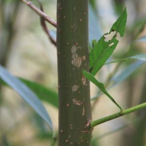 SALIX alba 'Sericea'