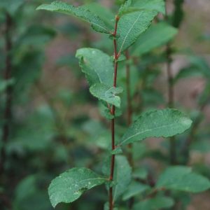 SALIX aurita