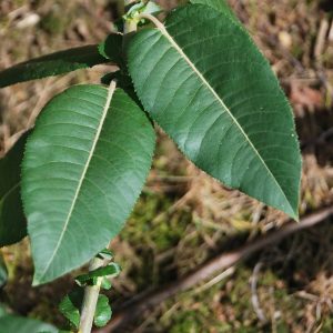 SALIX balsamifera