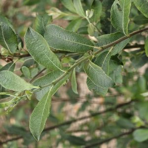 SALIX cinerea
