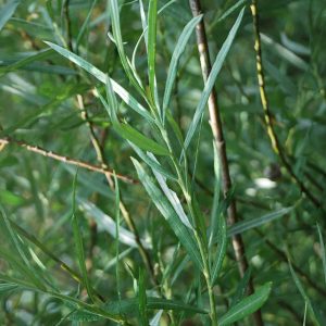 SALIX eleagnos