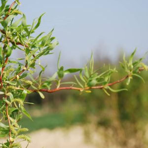 SALIX erythroflexuosa