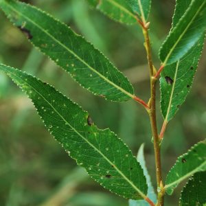 SALIX fragilis