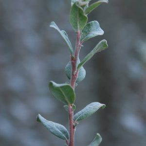 SALIX humilis 'Microphylla Repens'