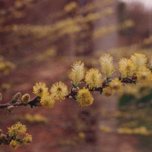 SALIX humilis 'Microphylla Repens'