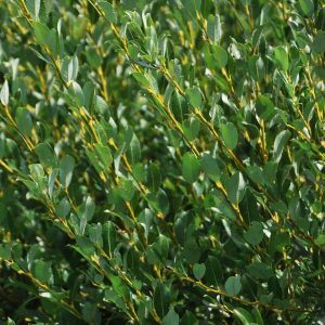 SALIX phylicifolia