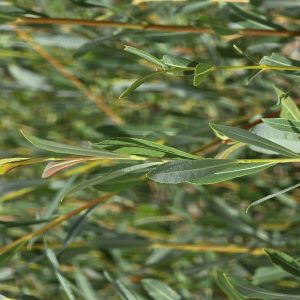 SALIX purpurea