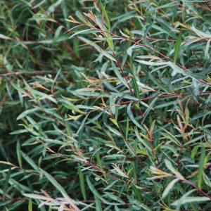 SALIX purpurea 'Nana'