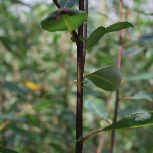 SALIX triandra