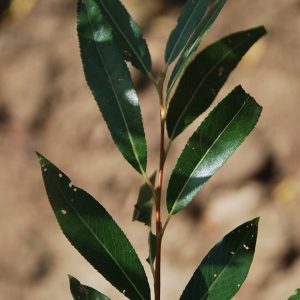 SALIX viminalis 'Bois jaune'