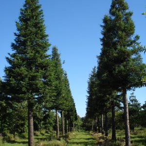 SEQUOIA sempervirens