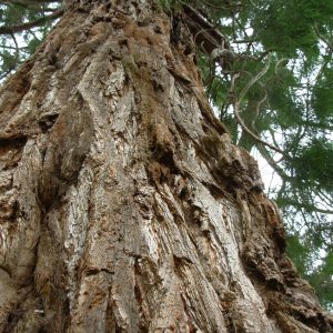 SEQUOIADENDRON giganteum