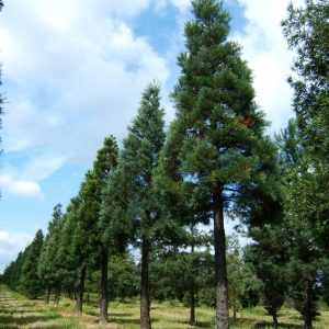 SEQUOIADENDRON giganteum